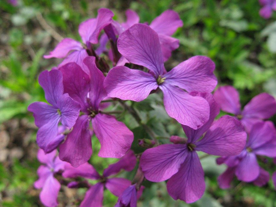 Лунария Редивива