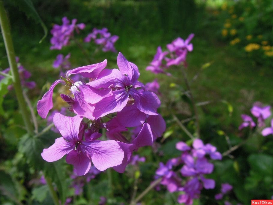 Прострел Лунник оживающий