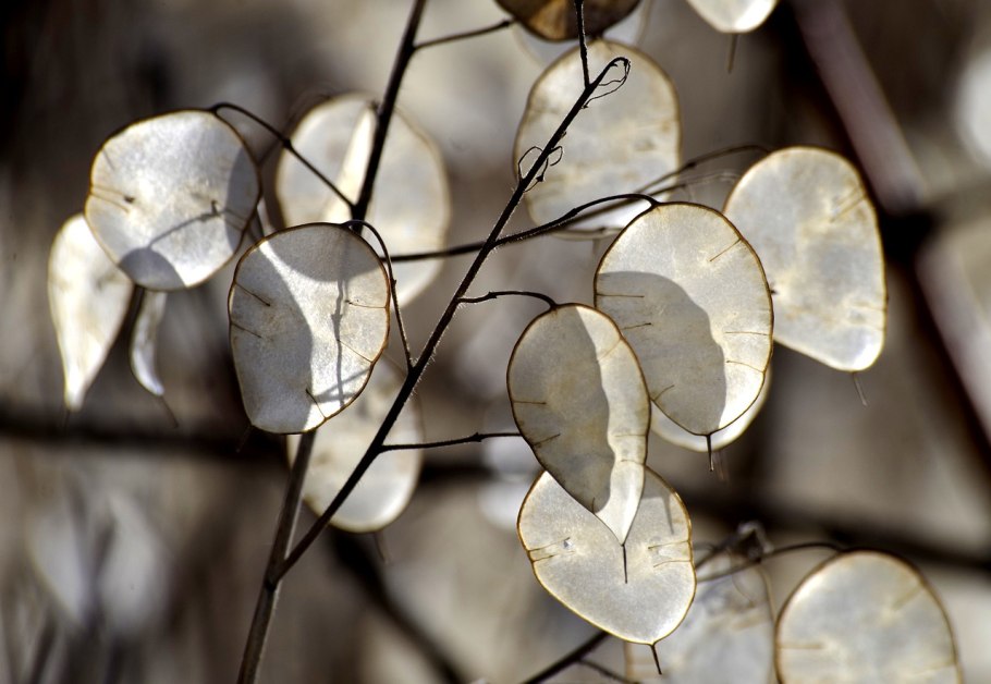 Лунария Lunaria annua