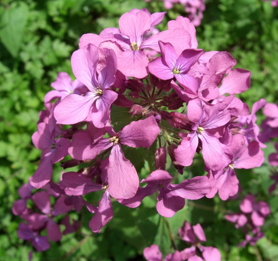 Lunaria annua Лунник однолетний