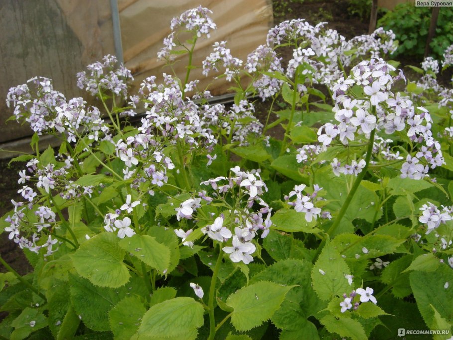 Лунник оживающий листья