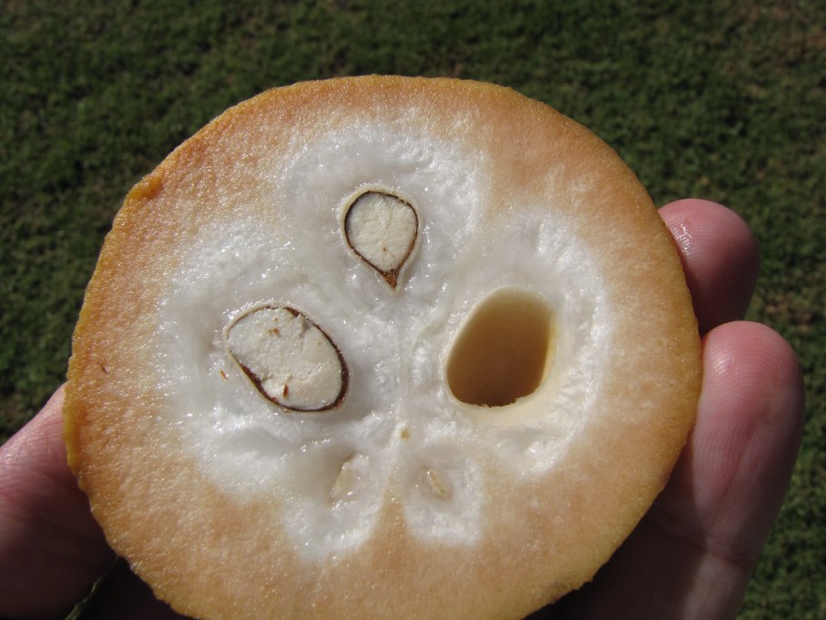 Сантол или Катон