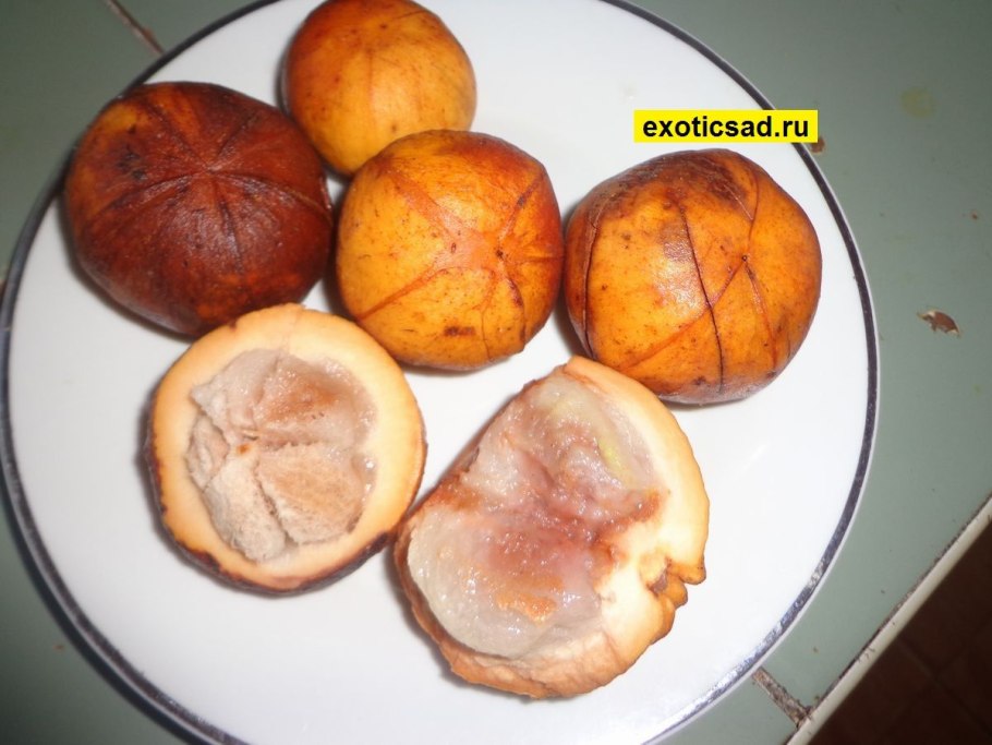 Сантол на прозрачном фоне