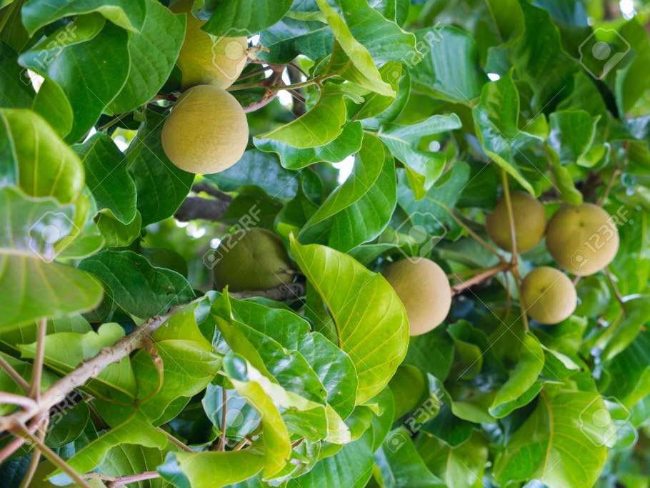 Сантоле малисоле