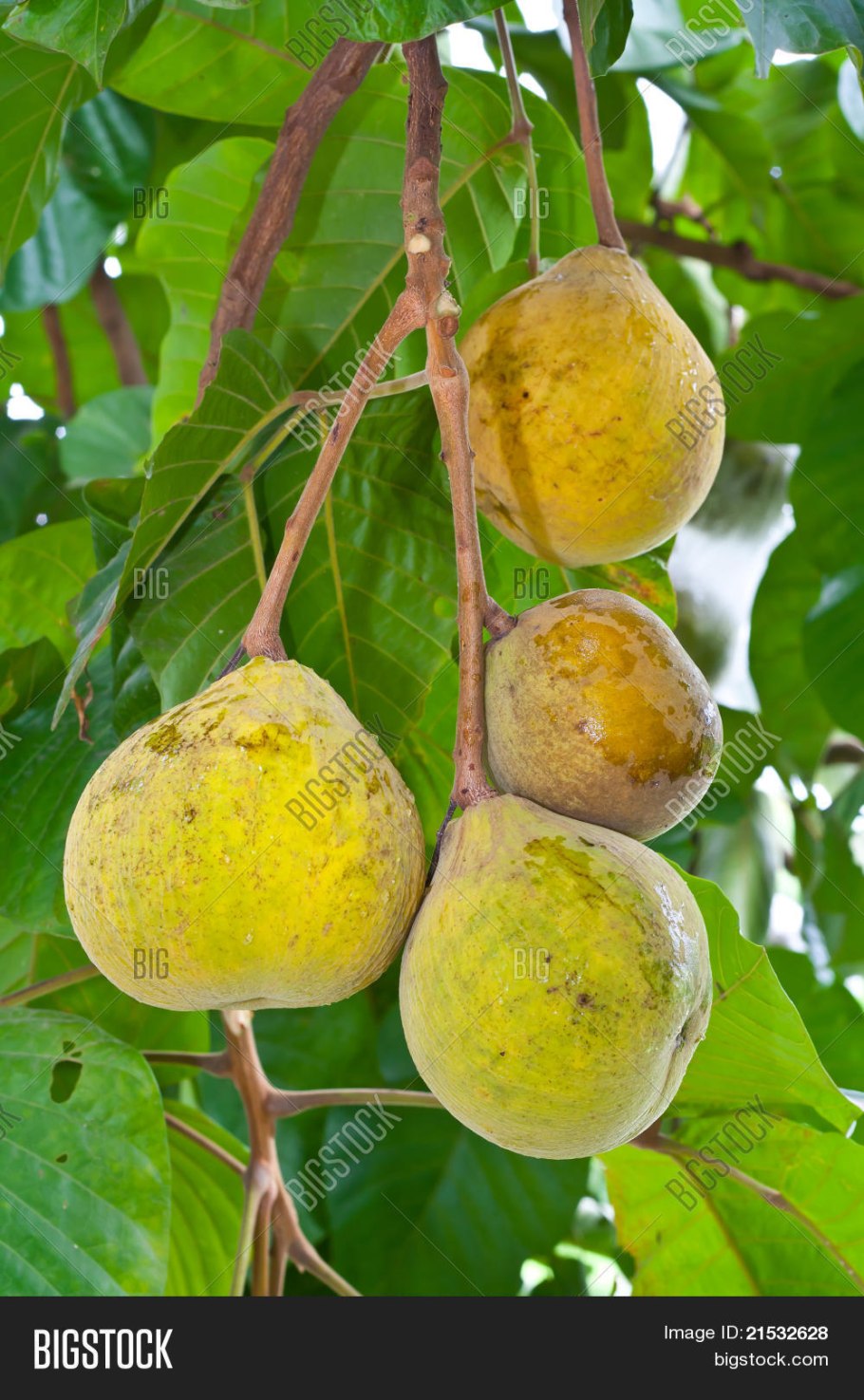 Фрукты Тайланда мангустин