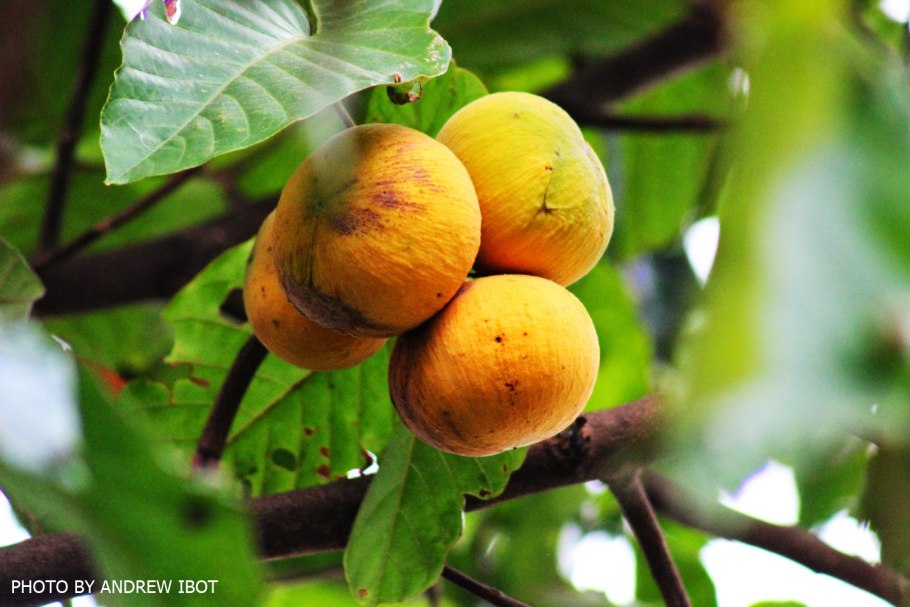 Сантол растение