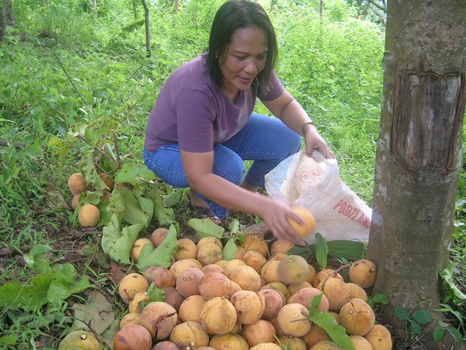 Santol факт