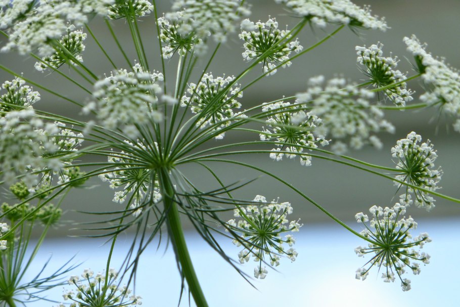 Амми большая (Ammi majus)