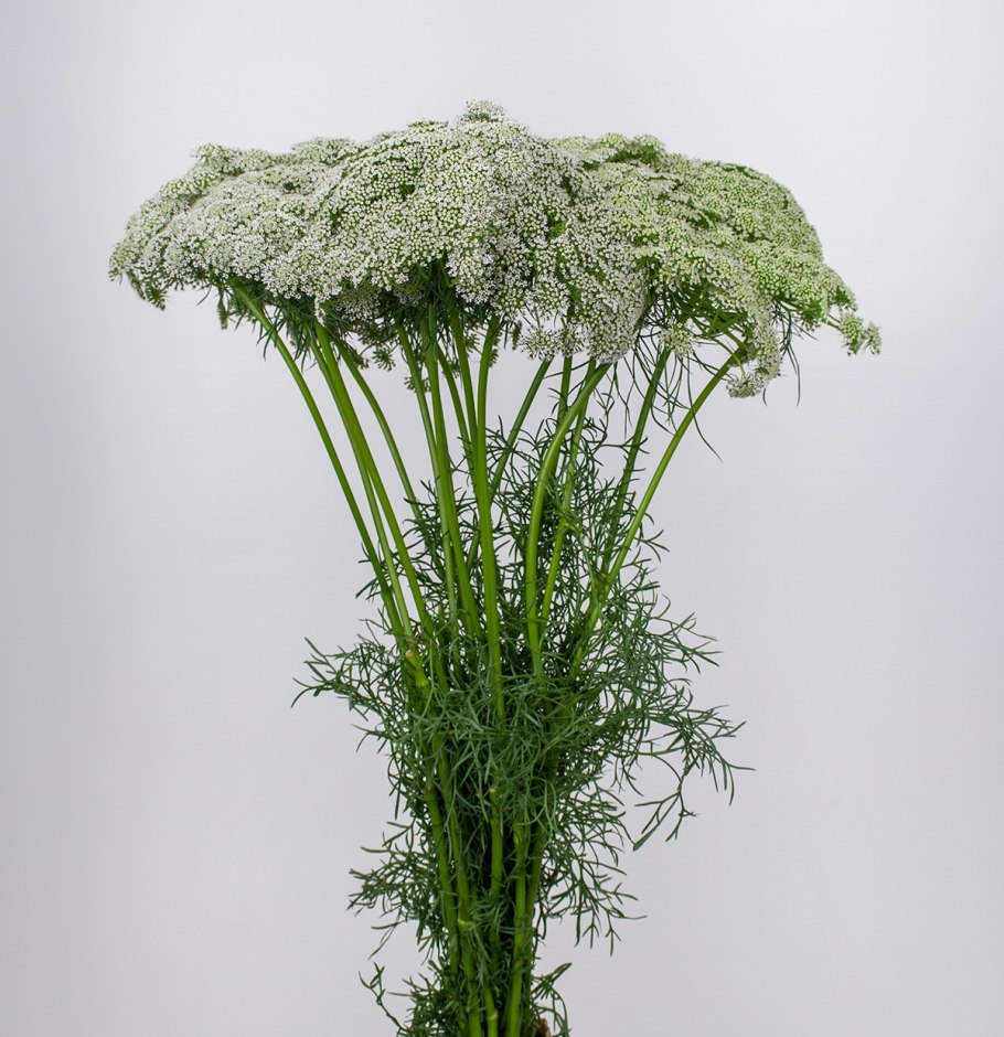 Ammi majus
