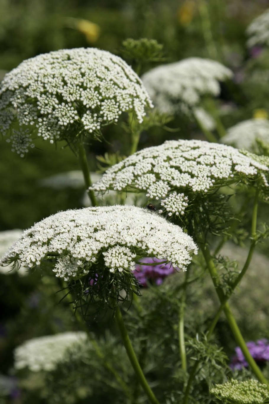 Амми (Ammi) majus Visnaga