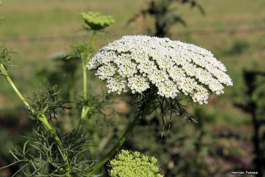 Китайский тмин Амми