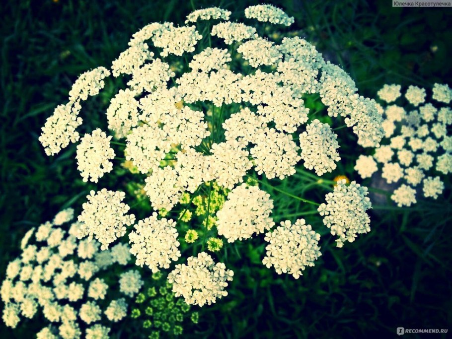 Амми большая (Ammi majus)