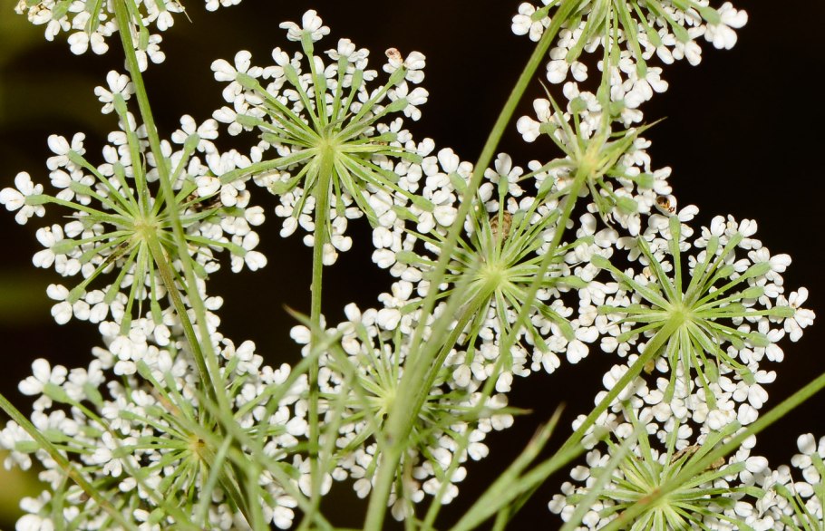 Амми majus Visnaga