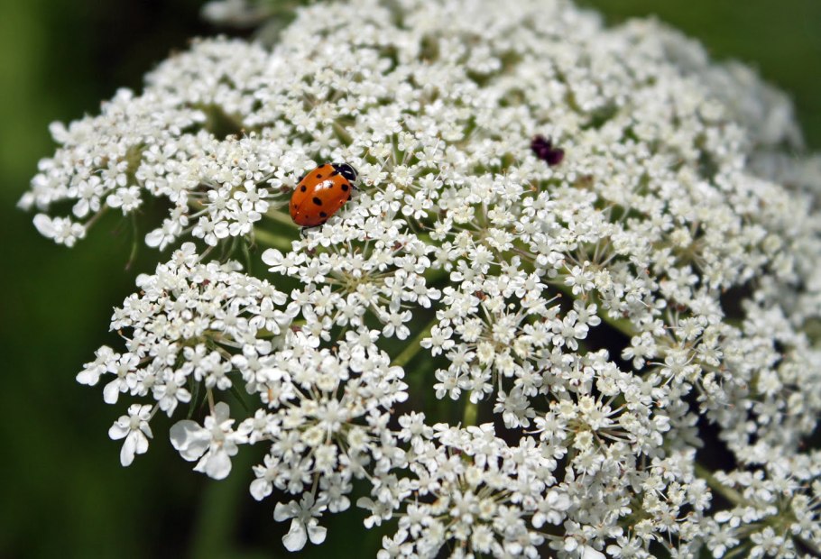 Ammi majus