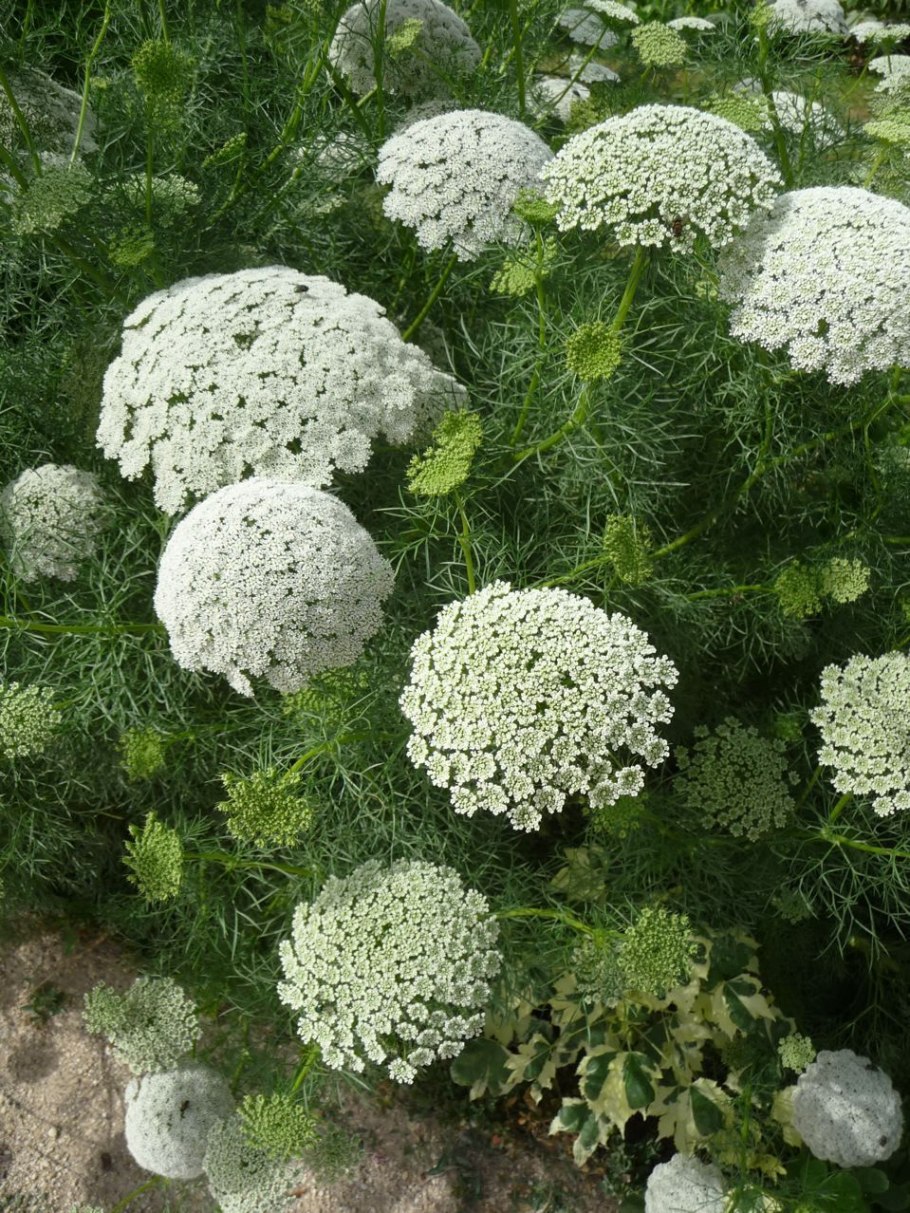 Амми Visnaga