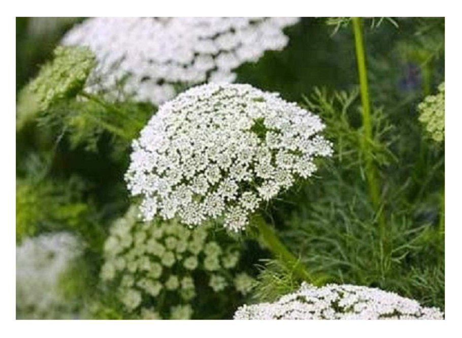 Ammi Visnaga растение