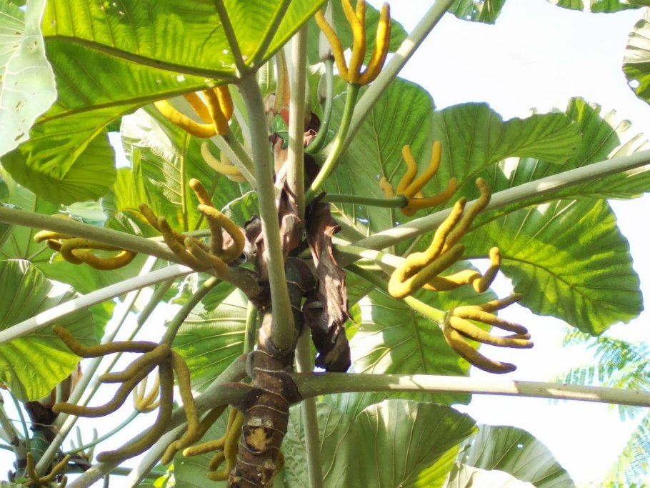 Цекропии (Cecropia)