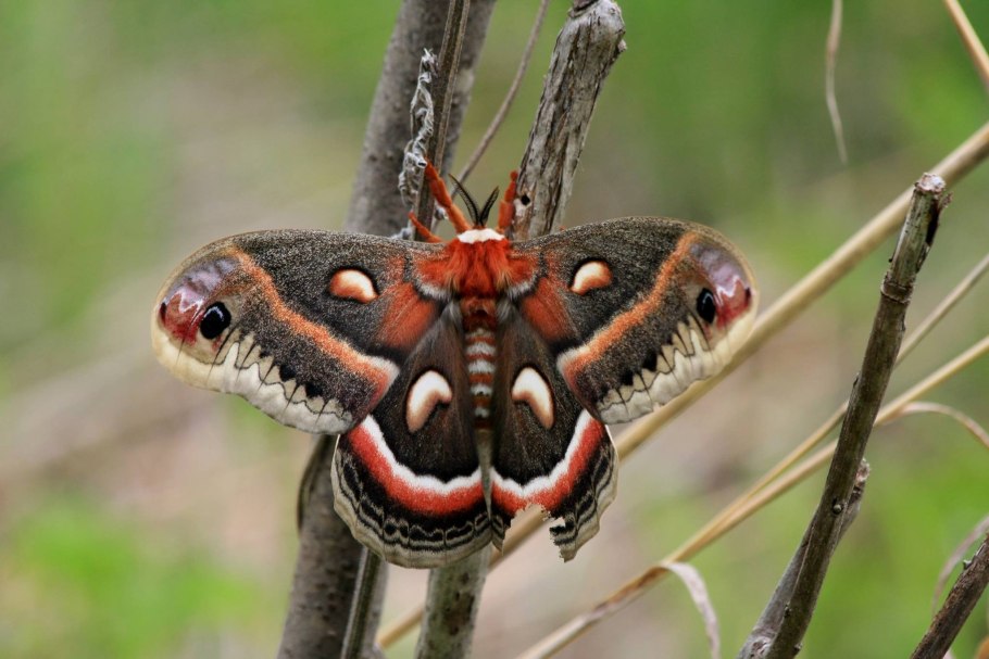Цекропия где растет карта