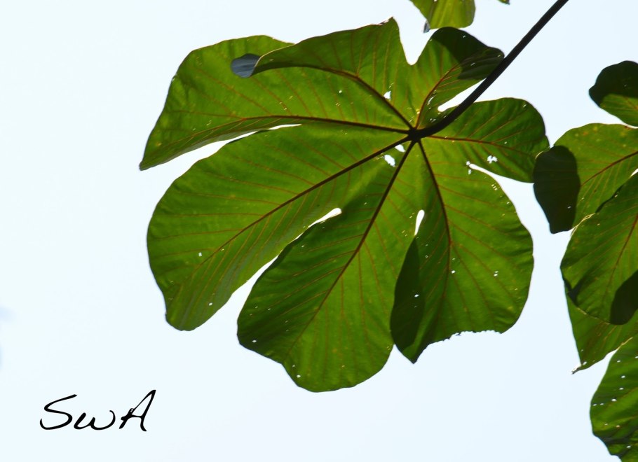 Дерево цекропии