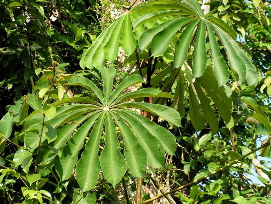 Cecropia peltata