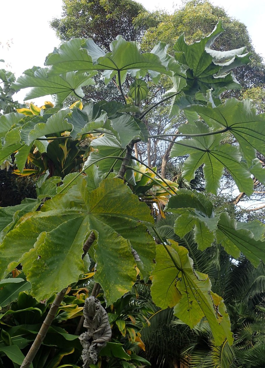 Цекропия щитовидная