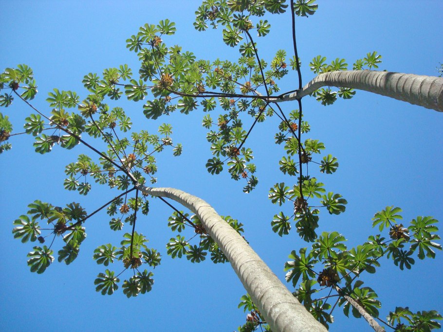 Мотылек Hyalophora Cecropia