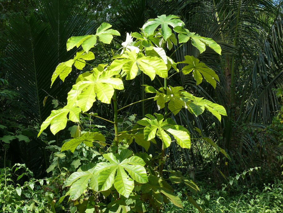 Цекропии (Cecropia)