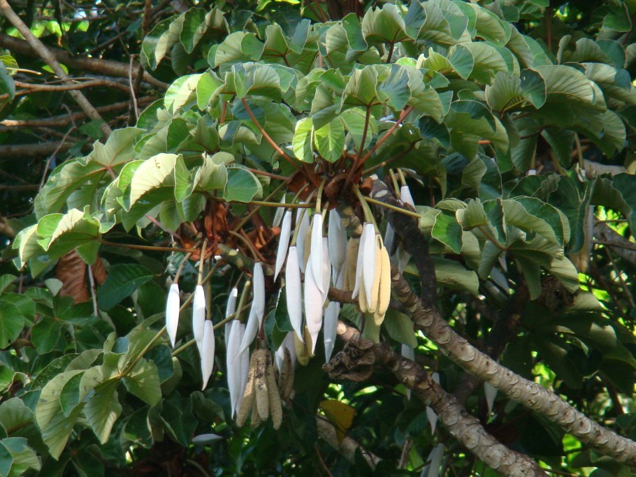 Pterospermum acerifolium