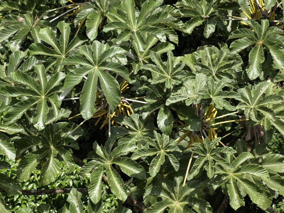 Бабочка Павлиноглазка цекропия