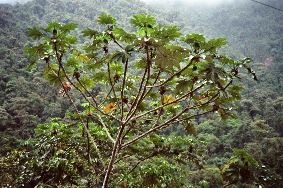 Цекропия растение