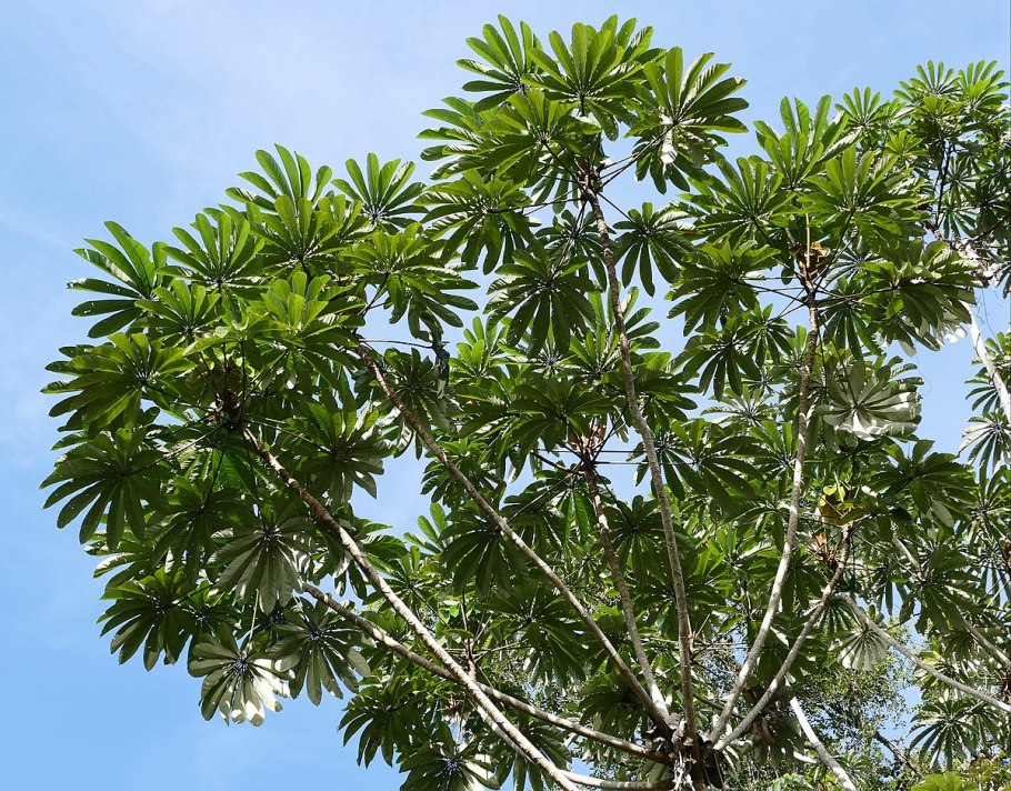 Цекропия толстоколосая