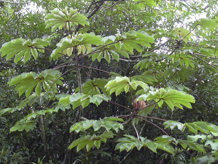 Цекропия щитовидная