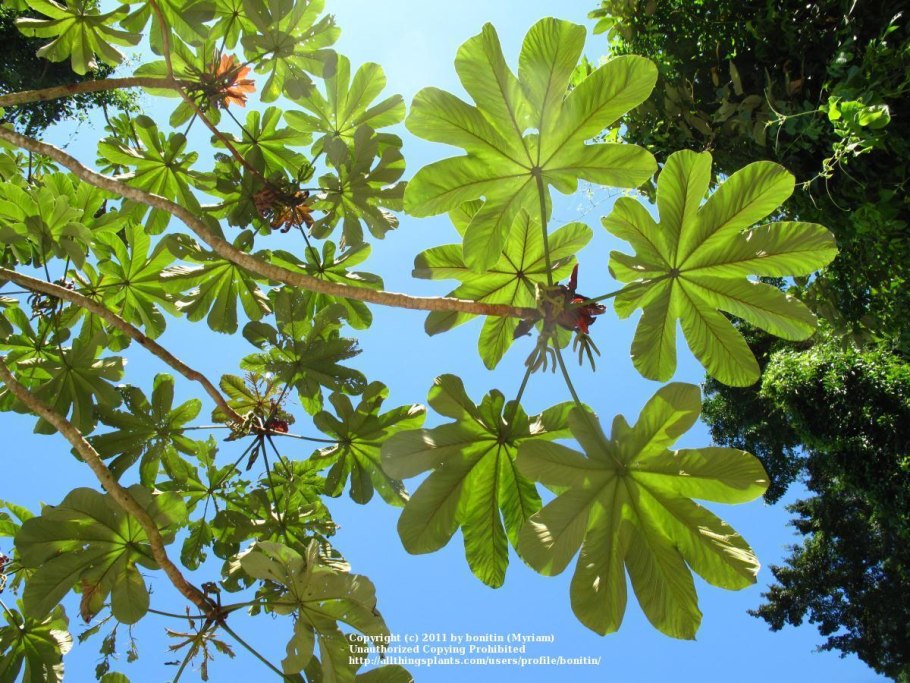 Цекропии (Cecropia)