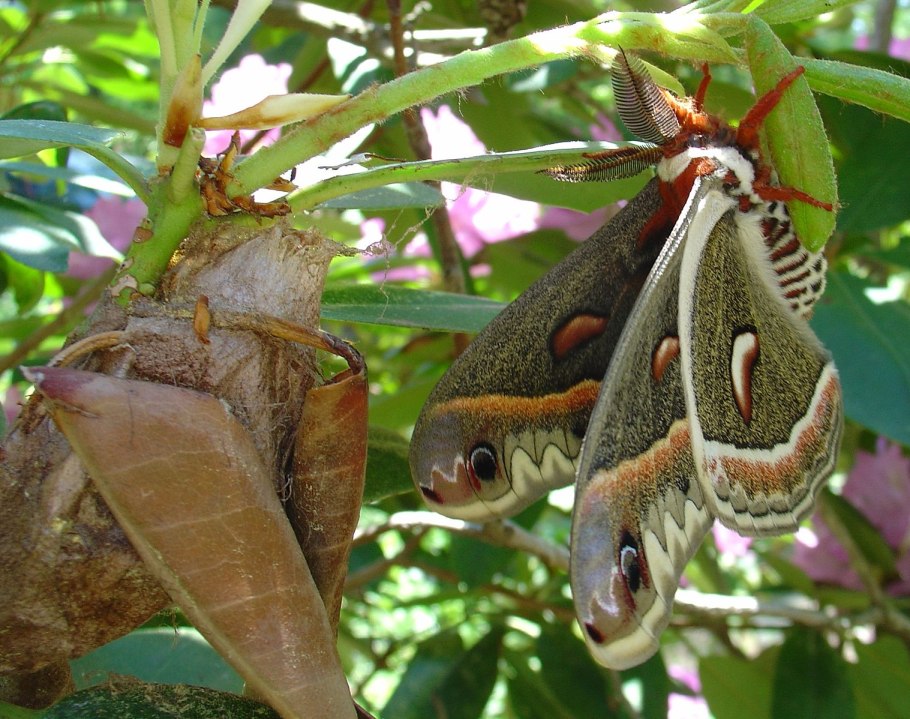 Cecropia Tree-female RT