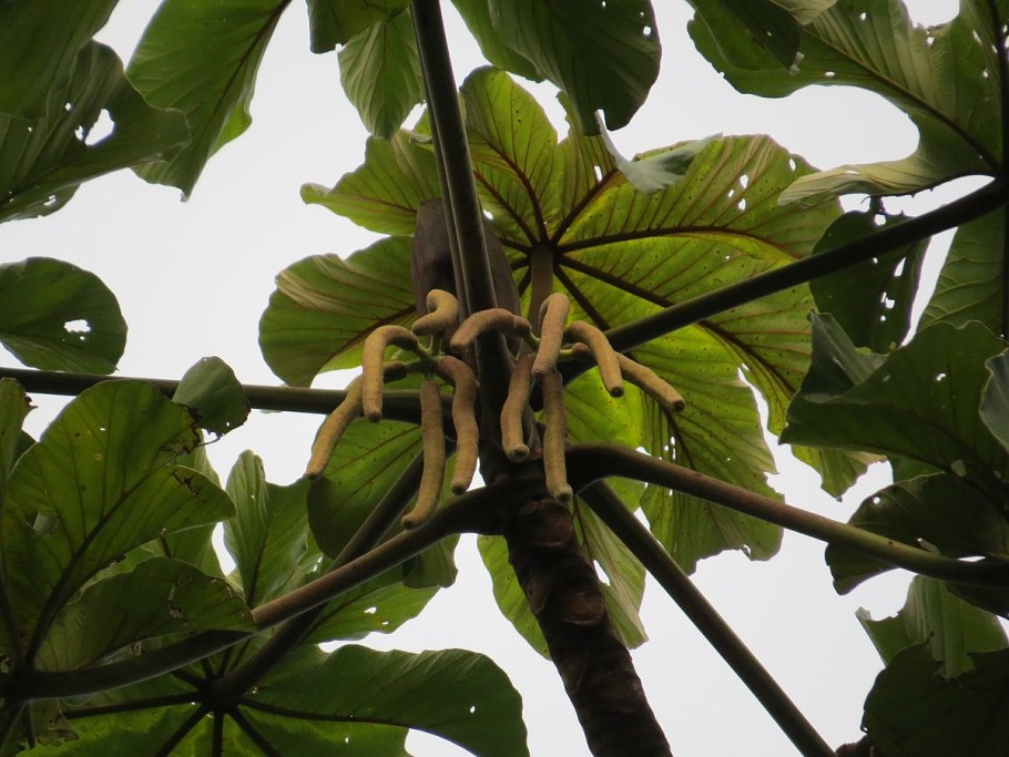 Цекропия растение