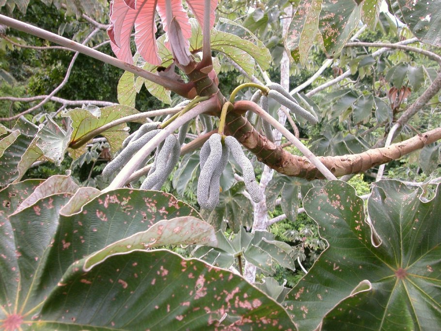 Цекропия гусеница