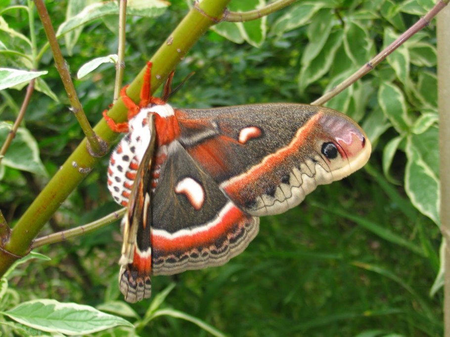 Цекропия ветвь на белом фоне