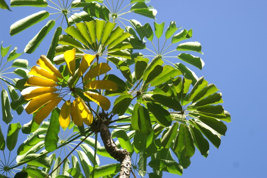 Кекропия Пальма