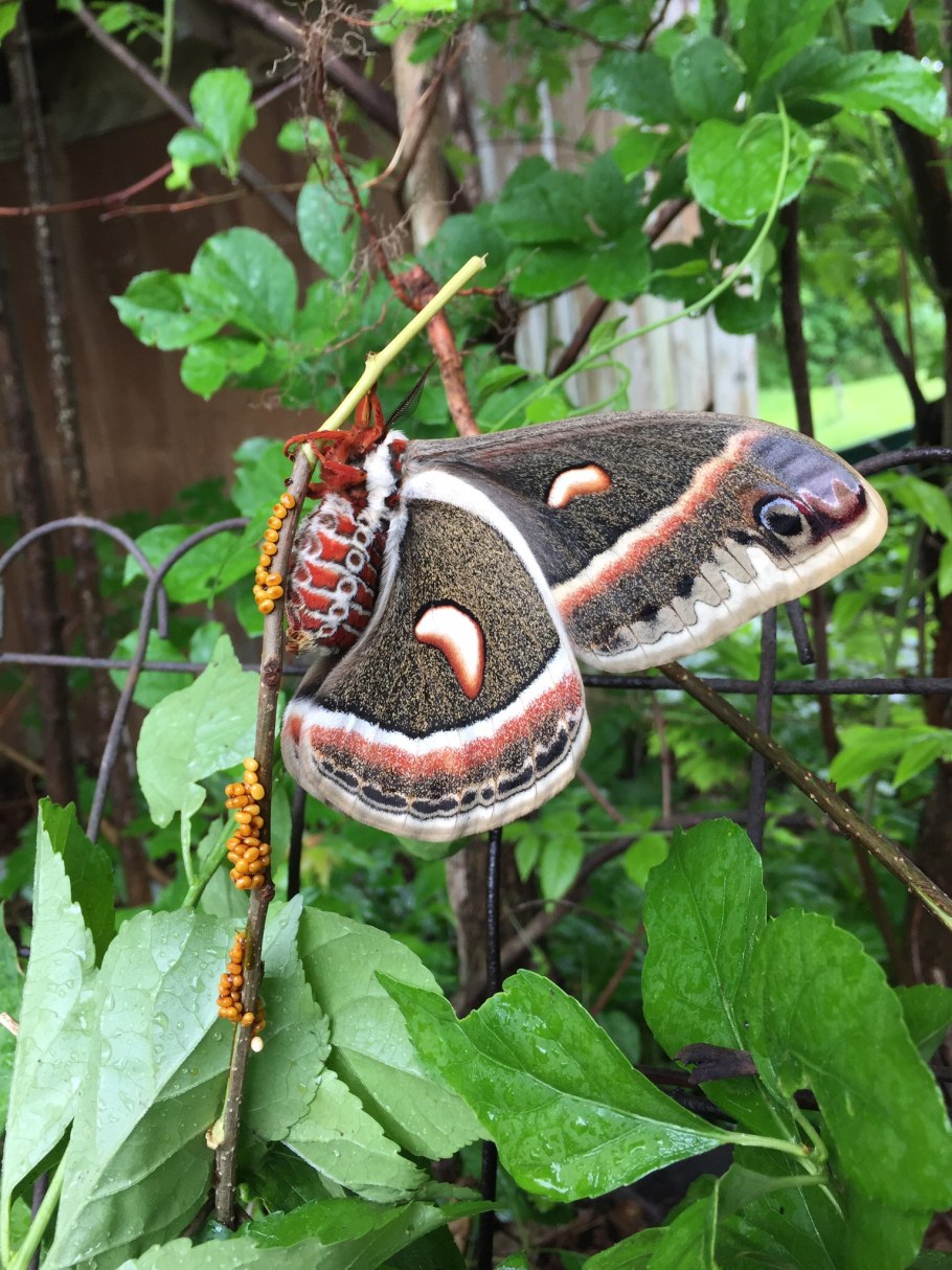 Сатурния цекропия бабочка