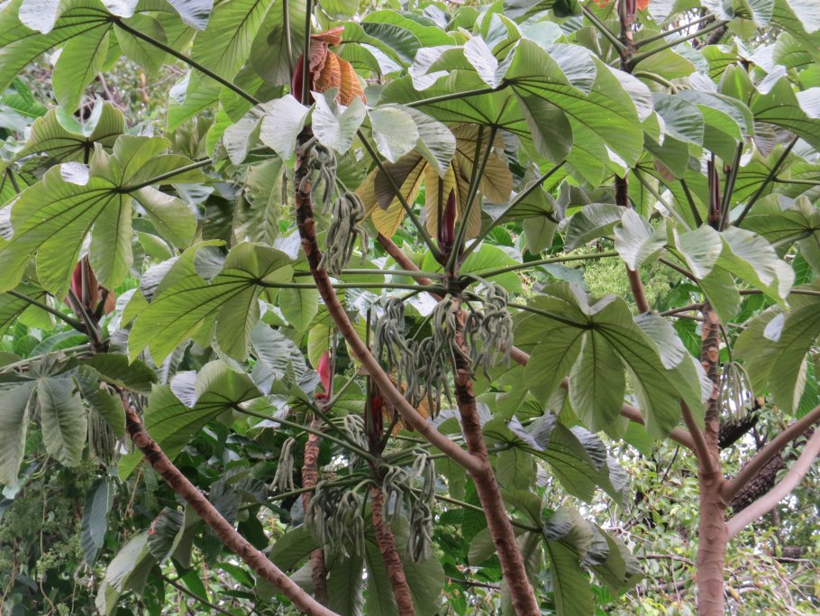 Дерево цекропии