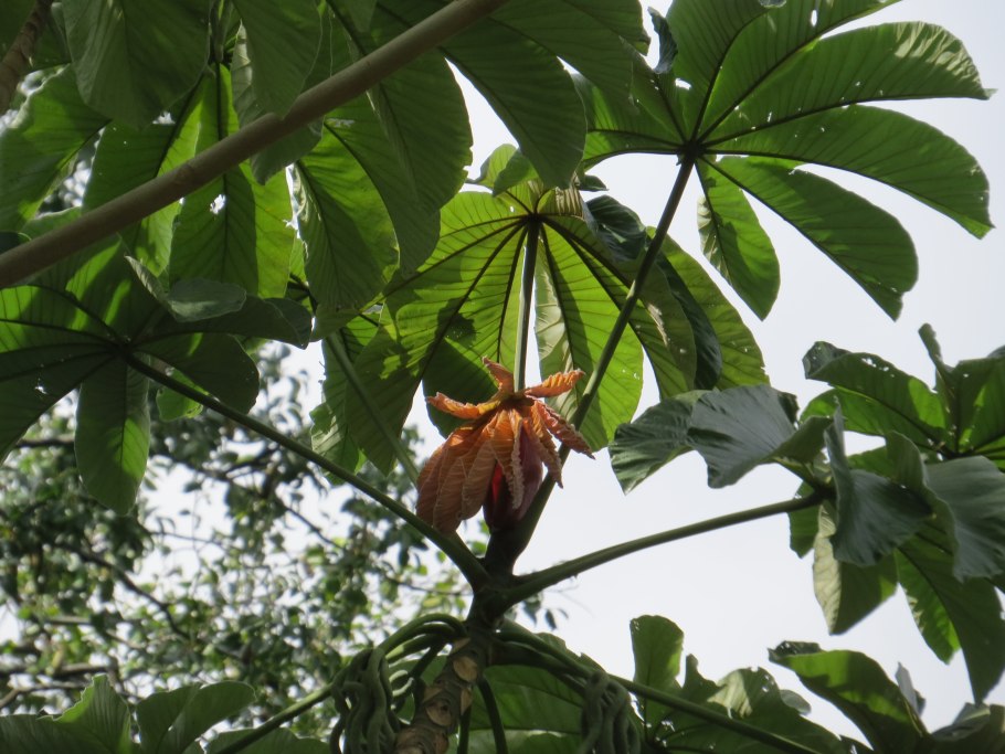 Цекропия фрукт