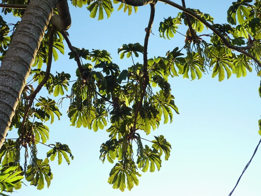 Цекропия растение