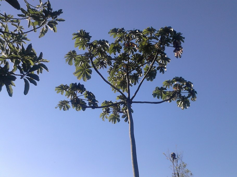 Сатурния цекропия