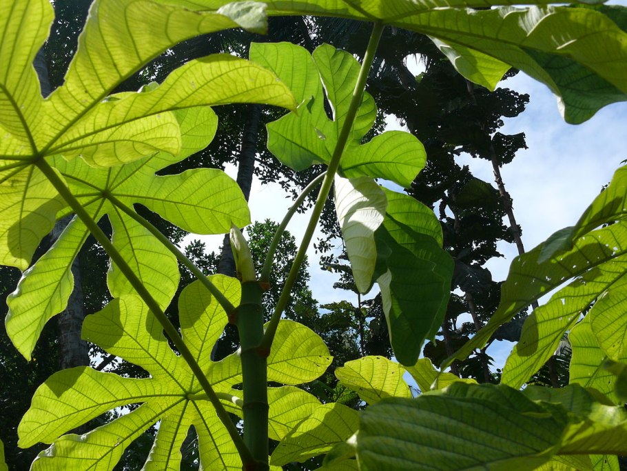 Цекропии (Cecropia)