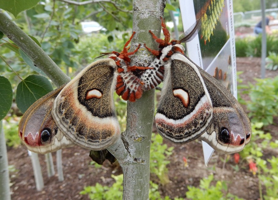 Павлиноглазка цекропия