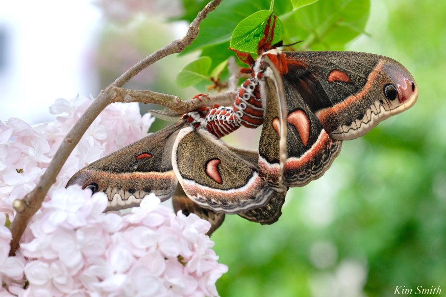 Сатурния цекропия вылупление