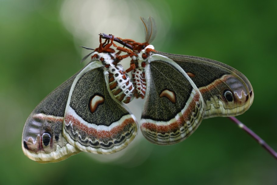 Сатурния цекропия бабочка