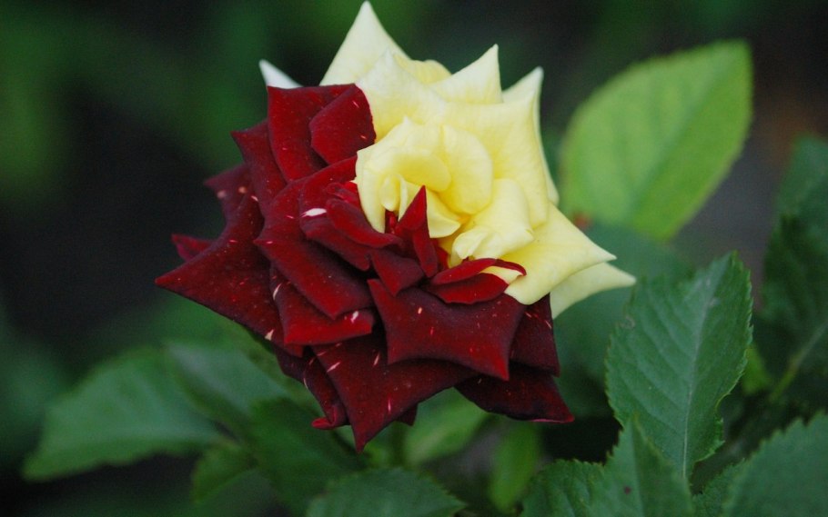 Red variegated Плюмерия