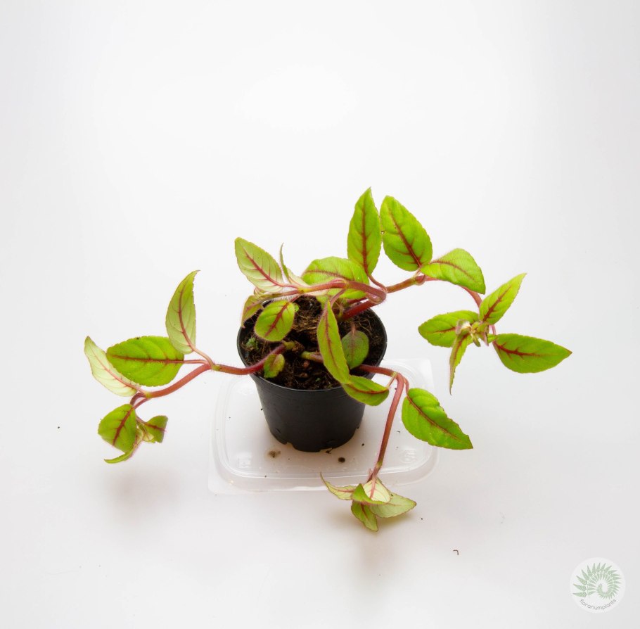 Paradrymonia campostyla