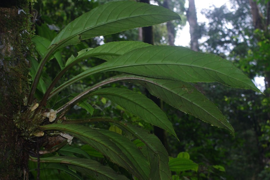 Paradrymonia Hypocyrta